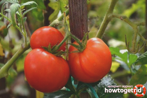 Ferme collective de tomates