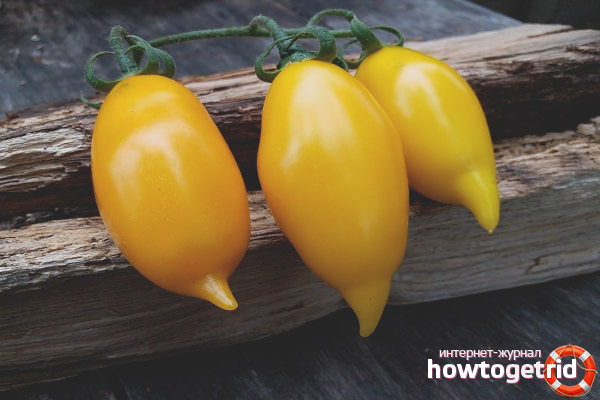 Tomate dorée des Canaries