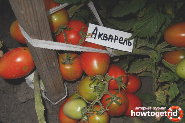 Soin tomate aquarelle