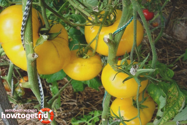 Soin aux tomates Golden Bull