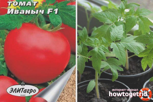 Entretien des tomates Ivanovich F1