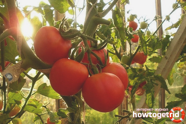 Récolter les tomates en abondance