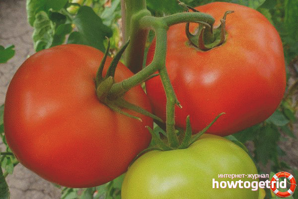 Résistance à la maladie de la tomate de Zhenaros