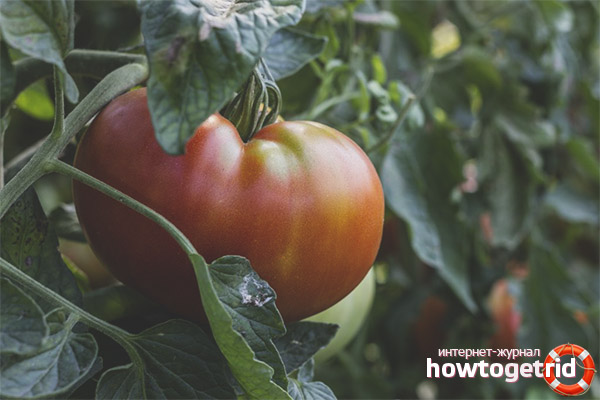 Cultiver des tomates King large