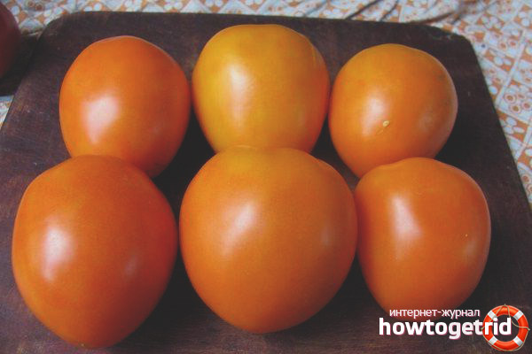 Cultiver des œufs d'or de tomates