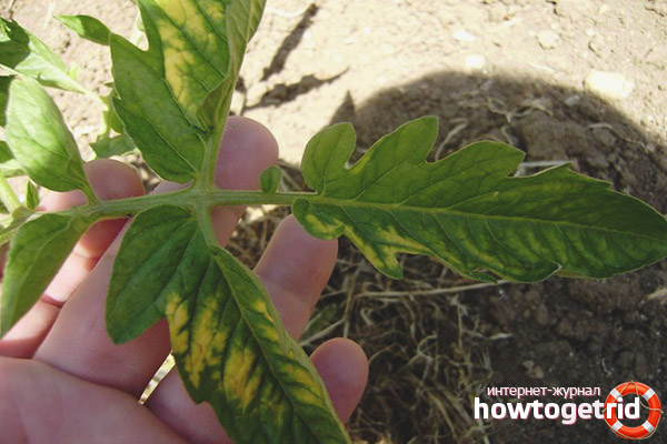 La lutte contre les maladies des tomates Leningrad géant