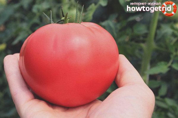 Avantages de Tomatoes Doll Masha