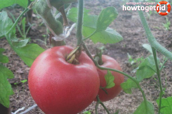 Comment faire pousser un smoothie aux tomates