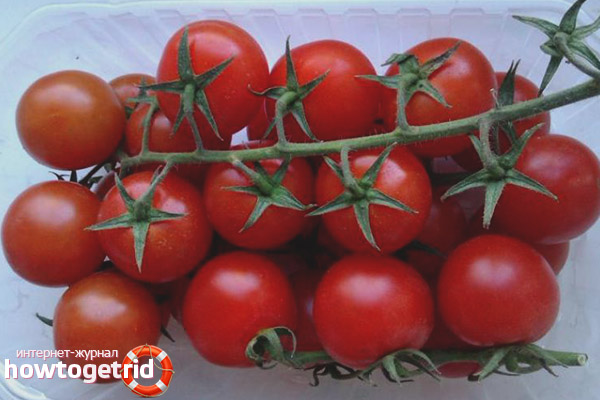 Caractéristiques de la croissance d'un bouquet rouge
