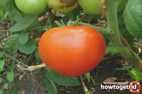 Caractéristiques de la culture des tomates Ksenia