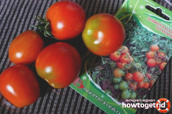 Caractéristiques de la culture de tomates Leningrad Chill