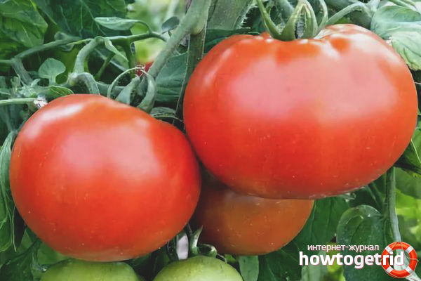 Champion du poids du champagne