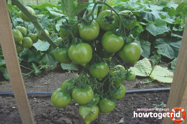 Tomates roses de Crimée