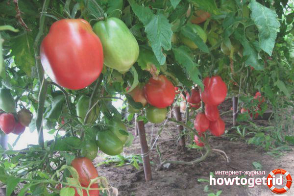 Oreilles d'âne Tomates