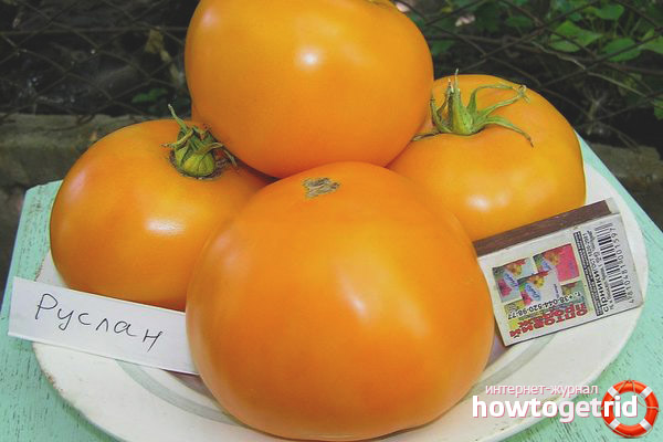 Tomates variété Ruslan