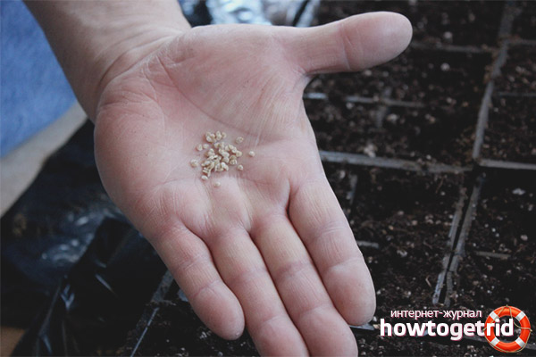 Planter des graines de tomate Legend Tarasenko