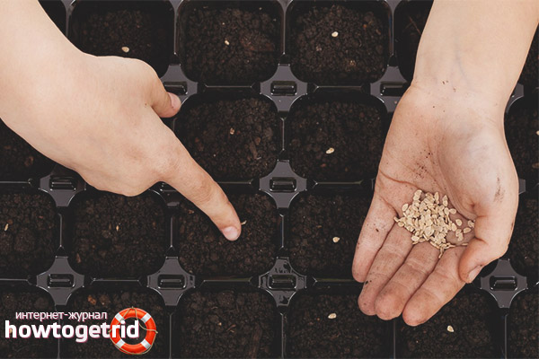 Plantation de graines de tomate Heart Kiss