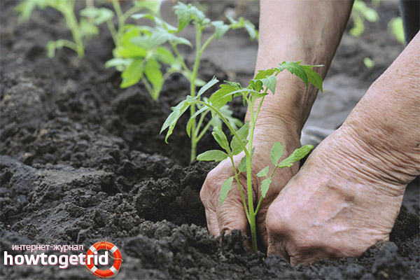 Plantation de tomates Raspberry Empire