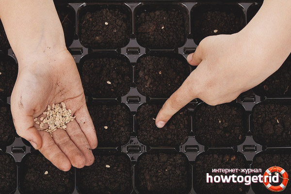 Semer des tomates à Novossibirsk