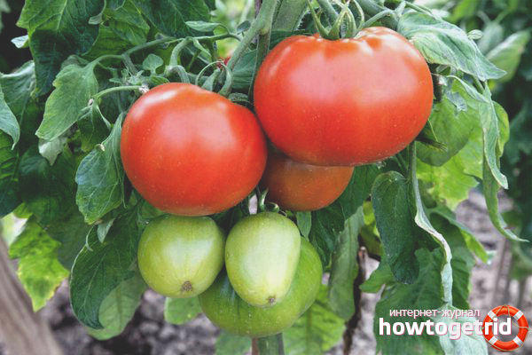 Champion du poids des tomates