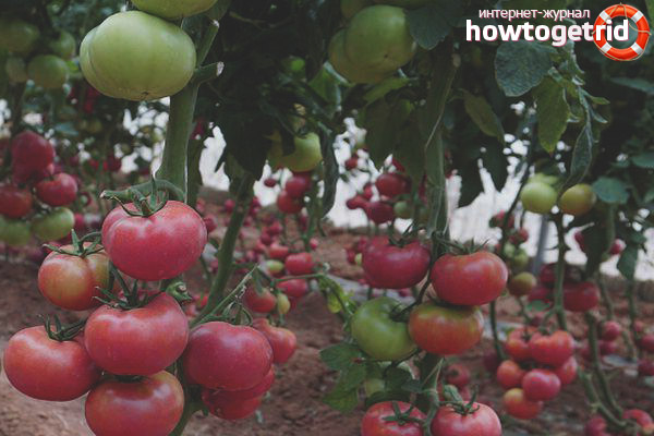 Cristal de tomate F1