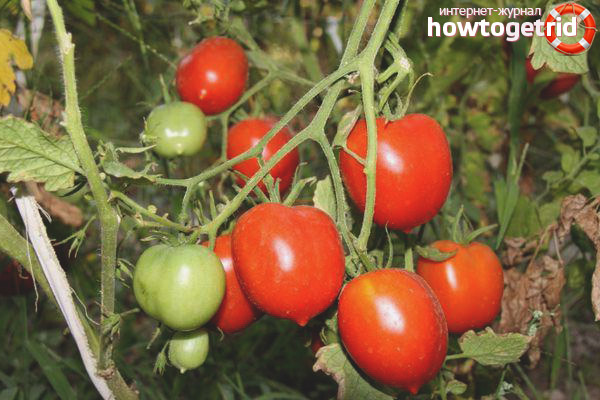 Légende de la tomate Tarasenko