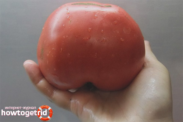 Tomate Leningrad Giant