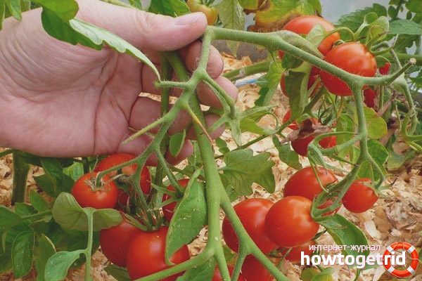 Tomato Leningrad Chill