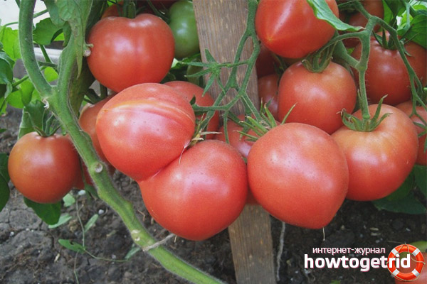 Tomate Framboise Empire