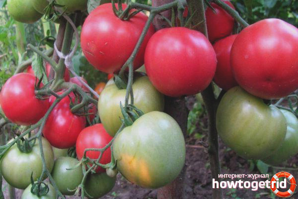 Tomate Framboise Ozharovsky