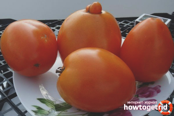 Marmelade de tomates Orange