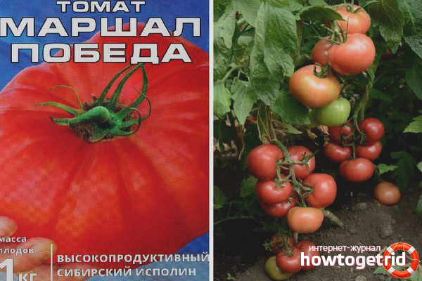 Victoire de Tomato Marshall