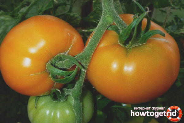 Sucre de miel de tomate
