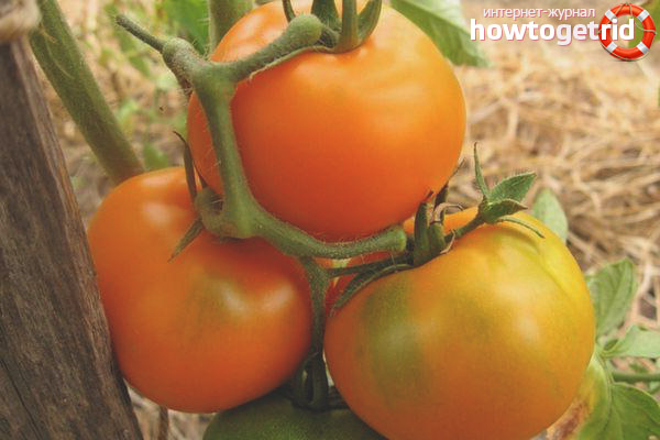 Repas monastique aux tomates