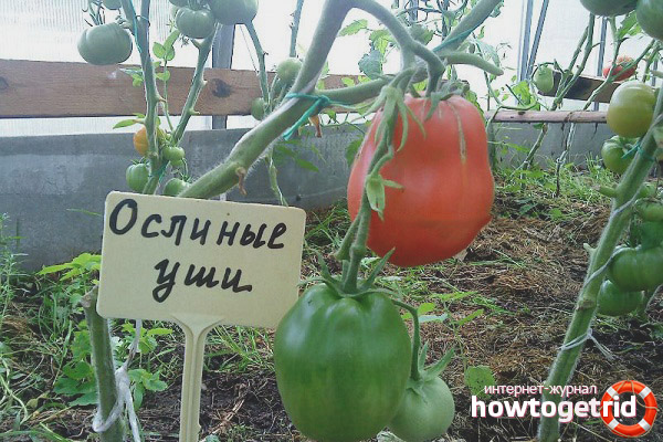 Oreilles d'âne de tomate