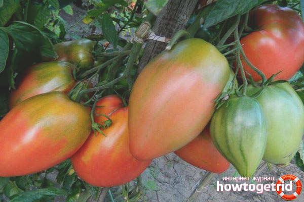 Tomate Podsinskiy miracle