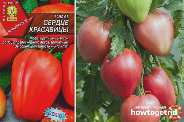 Coeur de beauté de tomate