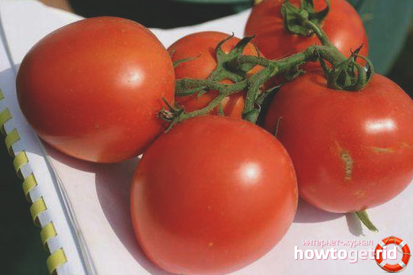 Tomate Northern Blush