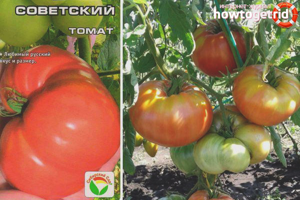 Tomate soviétique