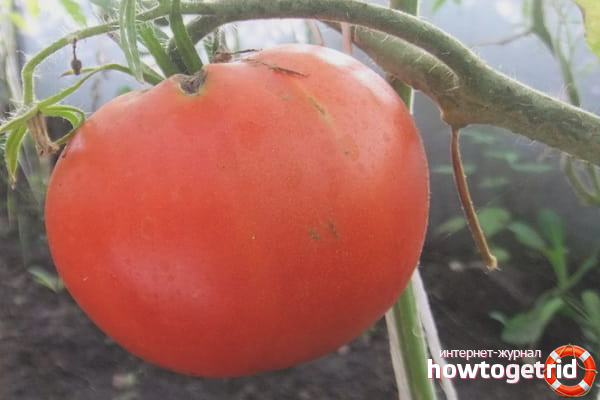 Victoire de Tomato Care Marshal