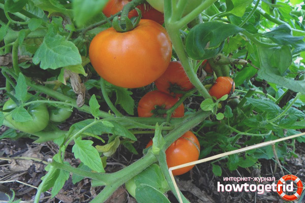 Soin des tomates au miel et au sucre