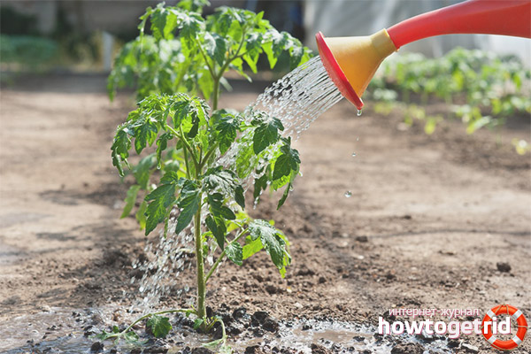 Soin de la tomate Nasha Masha