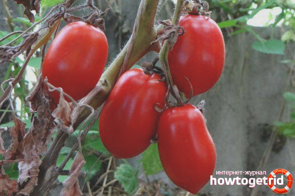 Cultiver des tomates Red Icicle