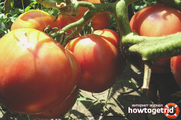 Cultiver des tomates L'amour terrestre