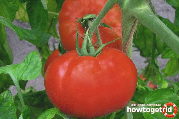 Cultiver des tomates Polonaise F1