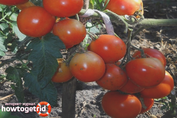 Cultiver des tomates Santa Claus