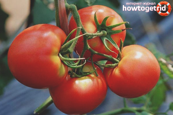 Conte de la culture des tomates