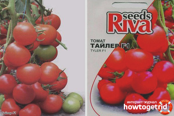 Culture de tomates Tyler