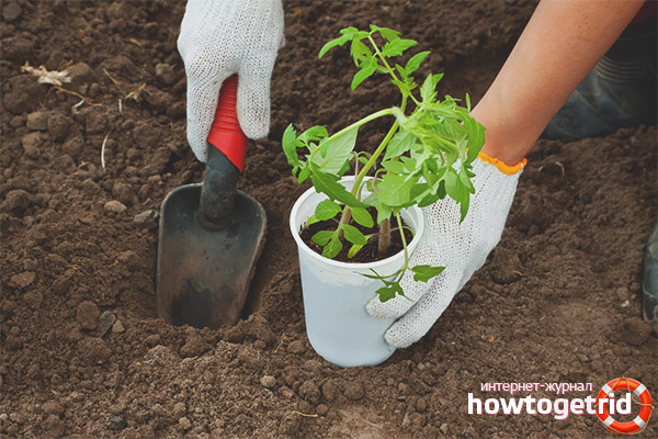 Plantation de tomates Lvovich F1