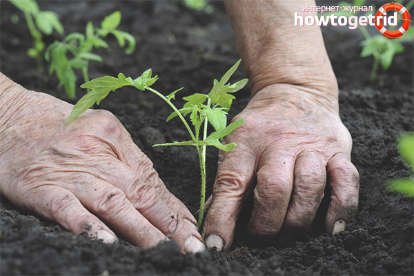 Planter des tomates sucrées